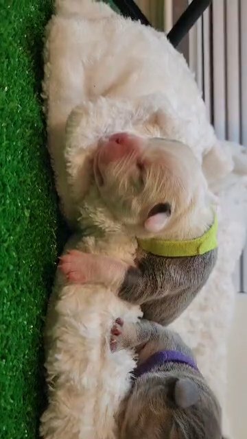 Pocket Bullies (3F) in Colorado Springs, Colorado