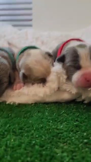 Pocket Bullies (4M) in Colorado Springs, Colorado