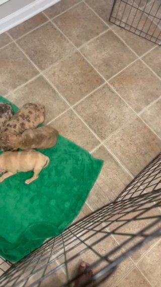 Pitbull Puppies in Savannah, Georgia