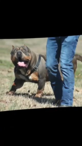 Xl Bully Pups in Nashville, Tennessee