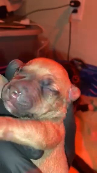 American Bully in Washington, District of Columbia