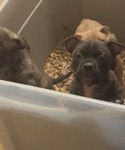 3 American Bully Puppies In Search Of Their Forever Homes in Chicago, Illinois