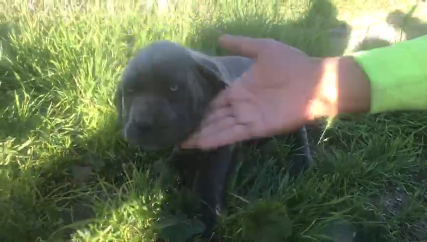 NEAPOLITAN MASTIFF in Los Angeles, California