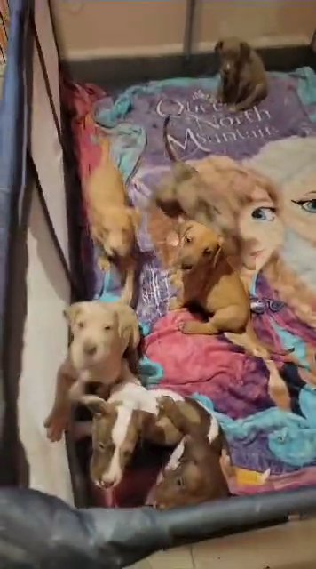 Akc great dane puppies! in North Lauderdale, Florida