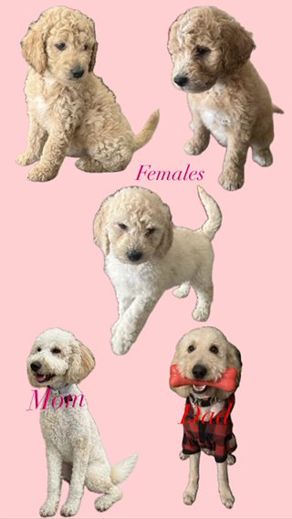 Goldendoodle Puppies in Las Vegas, Nevada