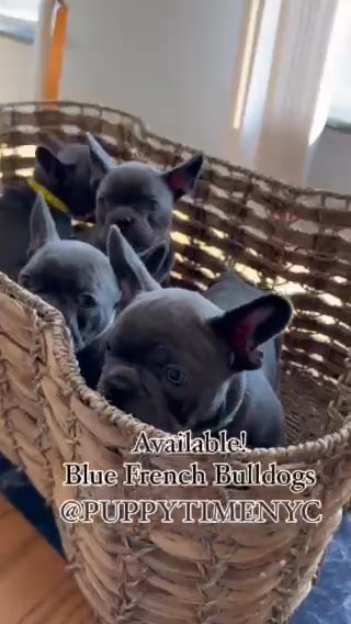 French Bulldogs Blue Mini in New York City, New York