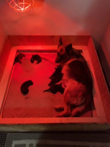 AKC, German shepherd puppies in Greenville, North Carolina