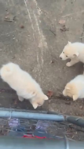 Husky puppies in Charlotte, North Carolina