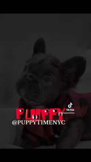 Fluffy Frenchie Puppies in New York City, New York