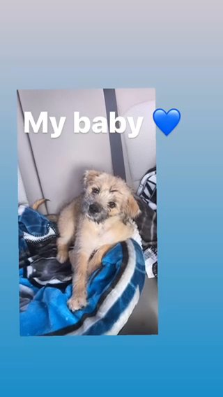 Rehoming My Puppy in Haines City, Florida