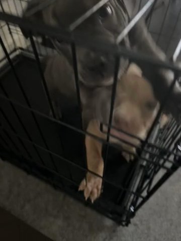 My Bully’s For Sale in Boynton Beach, Florida