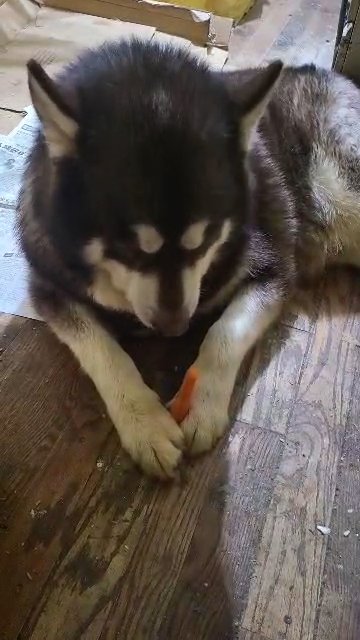 BIG PUPPY $300 GIANT MALAMUTE BOY BROOKLYN  NYC in New York City, New York