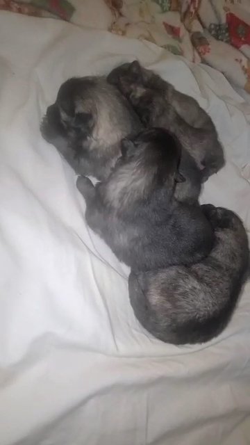 Keeshond Puppies in Columbus, Ohio