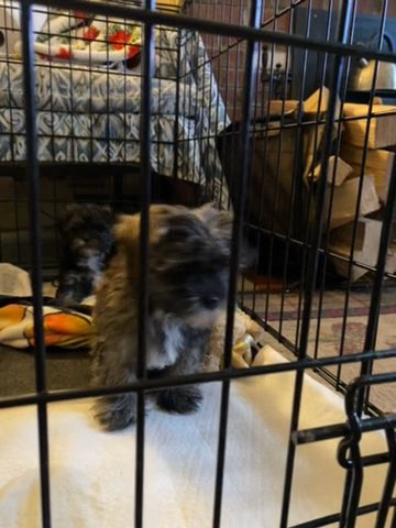ShihTzu/Yorkie in Columbus, Ohio