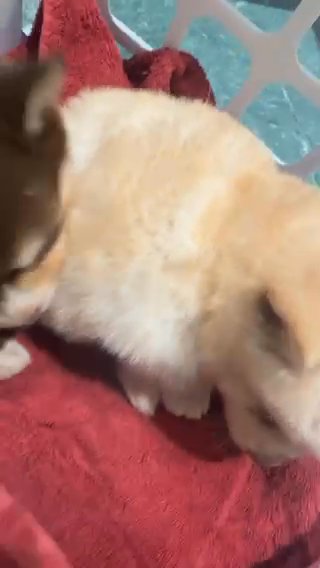Palm Arian And Husky Mix in Washington, District of Columbia