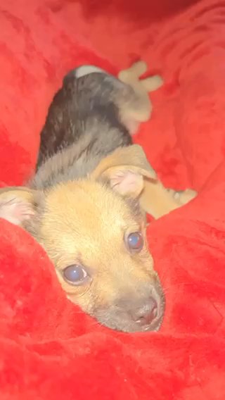Rehome This Baby in Tampa, Florida