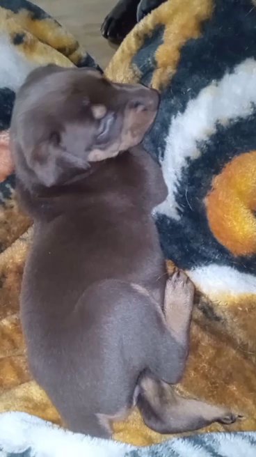 Doberman in Paragould, Arkansas