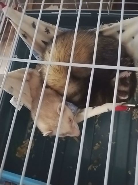 male bonded ferrets in Rome, New York