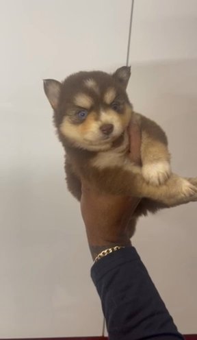 pomeranian husky mix in Washington, District of Columbia