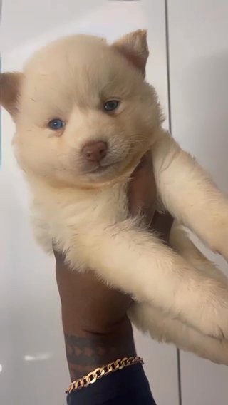 Pomeranian Husky Mix in Miramar, Florida