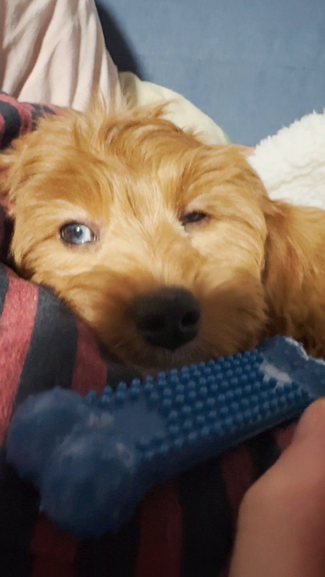 4 month old cavapoo for sell in West Hempstead, New York
