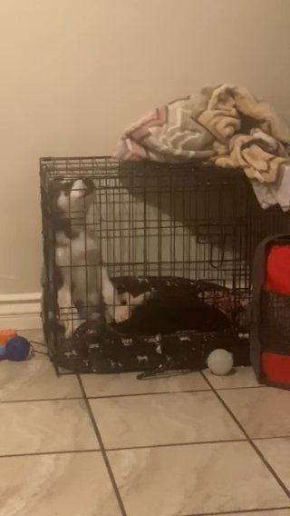 Husky in Los Angeles, California