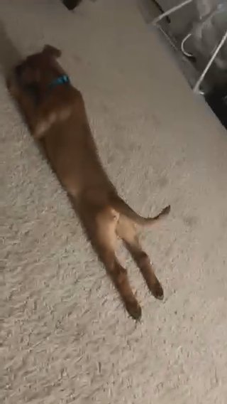 Mason in Schaumburg, Illinois