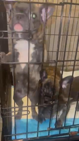 French Bulldogs (14 Weeks) (AKC) in Chicago, Illinois
