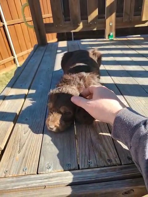 Chocolate Labradoodle Puppy in Wylie, Texas