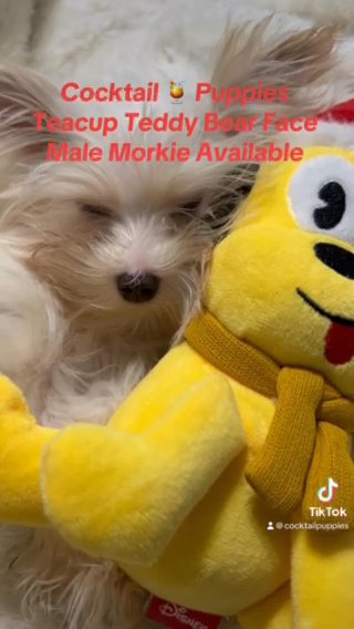 SOLD Rare Tiny Teacup Teddy Bear Face Merle Morkie in Atlanta, Georgia
