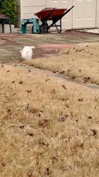 SOLD Snow White Small Maltese Yorkie (Morkie) in Atlanta, Georgia