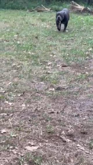 American Bully OPEN fOR STUD(NOT 4 Sale) in Jacksonville, Florida