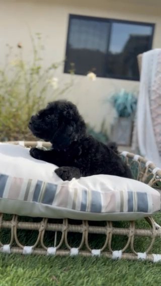 Black Beauty in San Diego, California