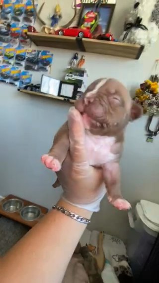 Micro Bully in Phoenix, Arizona