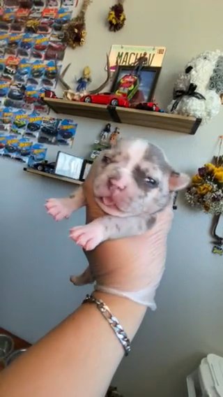 Micro Bully in Phoenix, Arizona