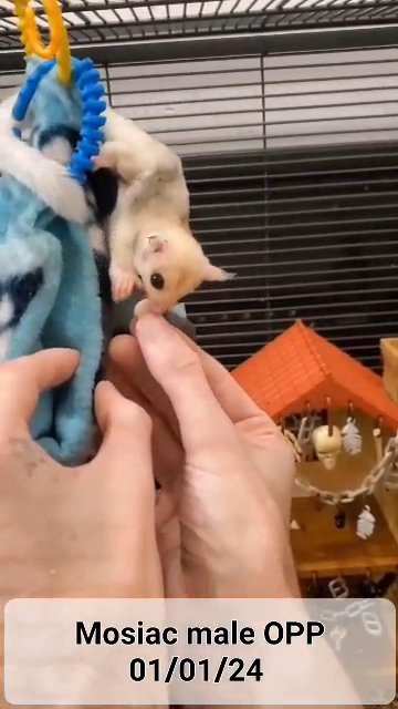 Sugar Glider in Richland, Washington