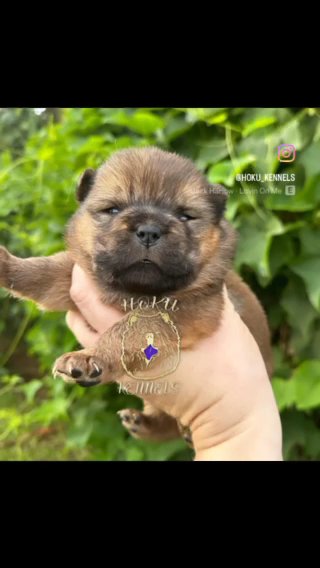 Chow Chow Puppies in Hilo, Hawaii