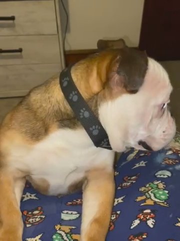 micro Bully in Easton, Pennsylvania