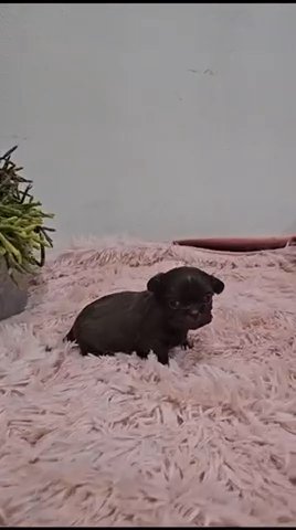 Teacup Shihtzus chocolates Liver Nose in St. Louis, Missouri