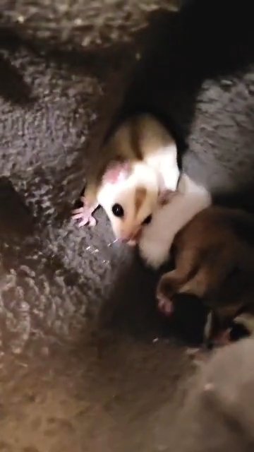 Sugar glider sisters ready for new home in Richland, Washington