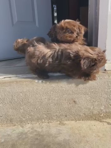 Toy chocolate Liver Nose Shih Tzu in St. Louis, Missouri