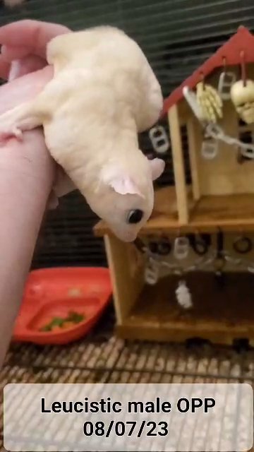 leucistic male Sugar Glider in Richland, Washington