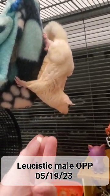 leucistic male sugar glider in Richland, Washington
