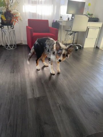 australian shepherd puppy in Miami, Florida