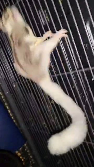 Mosaic Male sugar glider looking for new home in Richland, Washington