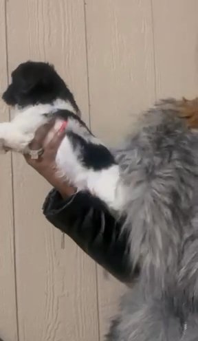 Shih Tzu/ Bichon in Euclid, Ohio