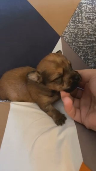 Sable Yorkie ? in McAlester, Oklahoma