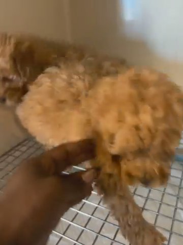 Toy Poodles in Dundalk, Maryland