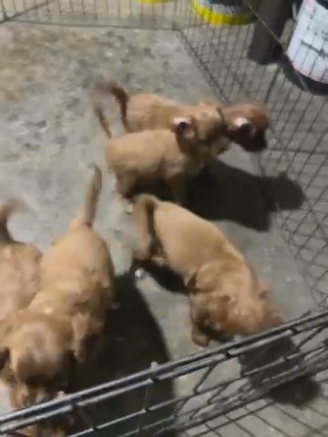 Cavapoo Puppies in Dundalk, Maryland
