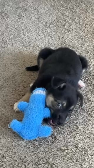 Female Mixed German Shepherd 8 Week Puppy in Houston, Texas